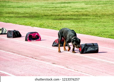 Drug Sniffing Dog Training.