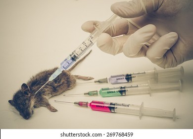 Drug Test On Animal