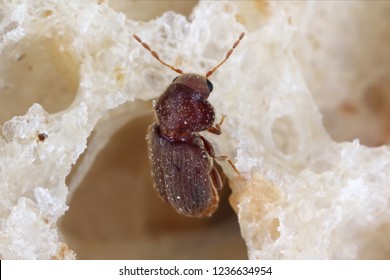 Imagenes Fotos De Stock Y Vectores Sobre Nature Pest