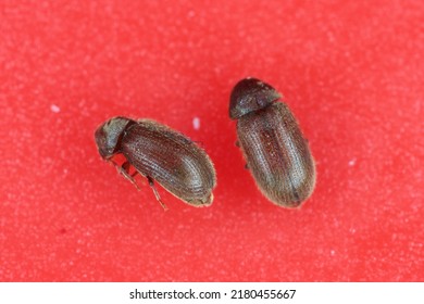The Drugstore Beetles (Stegobium Paniceum), Also Known As The Bread Beetle Or Biscuit Beetle From Family Anobiidae.