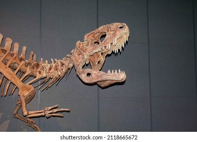 albertosaurus royal tyrrell museum