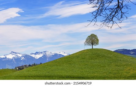 Drumlin hill top with a single tree under blue sky in summer - Shutterstock ID 2154906719