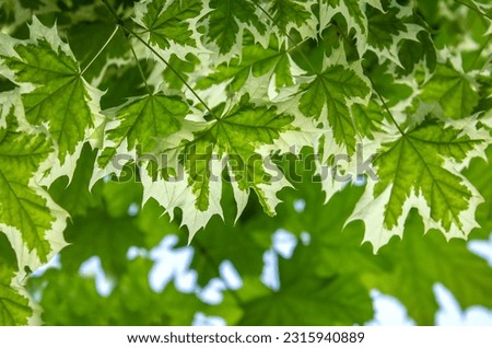 Drummond's maple (Acer platanoides Drummondii) background. Acer platanoides Drummondii with white bordered leaves background.