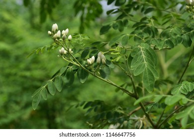 Drumstick Flowers And Leaf On The Green Backdrops Royalty Free Stock Photos And Images