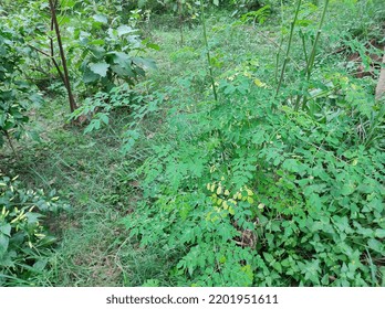 Drumstick Leaves In The Garden 