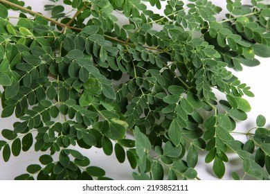 Drumstick Leaves On White Background