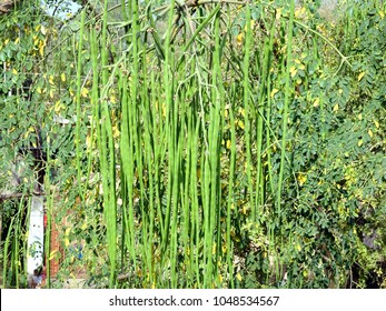 Drumstick moringa green long vegetable fruits hanging from an Indian tree branch