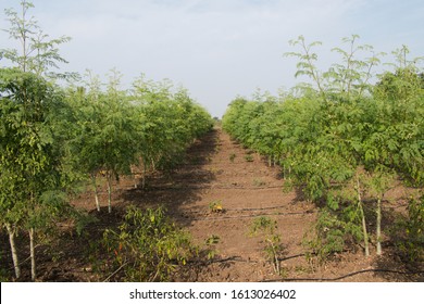 Drumstick (Moringa oleifera) field. An Organic field. Crop planting at field. 