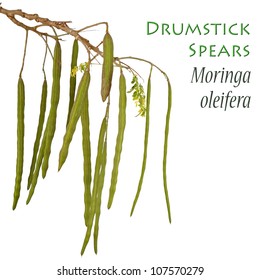 Drumstick Plant Also Known As Moringa Oleifera. Unsharpened File