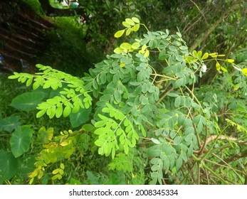 Drumstick Plant Leaves Hanging From The Plant