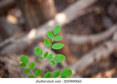 Drumstick Plant Leaves Organic Vegetable