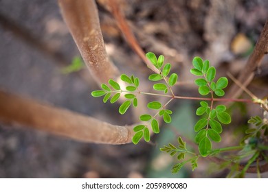 Drumstick Plant Leaves Organic Vegetable