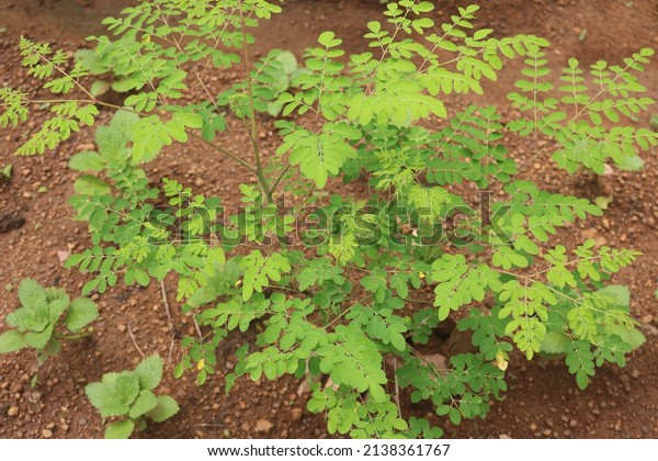 Drumstick plant species seeds, flowers, leaves, and\
stems are edible, extremely nutritious. Moringa oleifera family\
Moringaceae.moringa, drumstick tree, horseradish tree, ben oil\
tree, benzolive tree