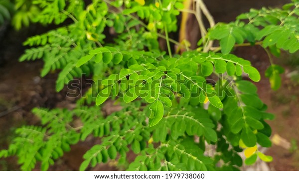 Drumstick Tree Known Malunggay Moringa Kelor Stock Photo (Edit Now ...