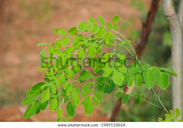 Drumstick Tree Leaf Planting Photo Stock Photo (edit Now) 1989110024