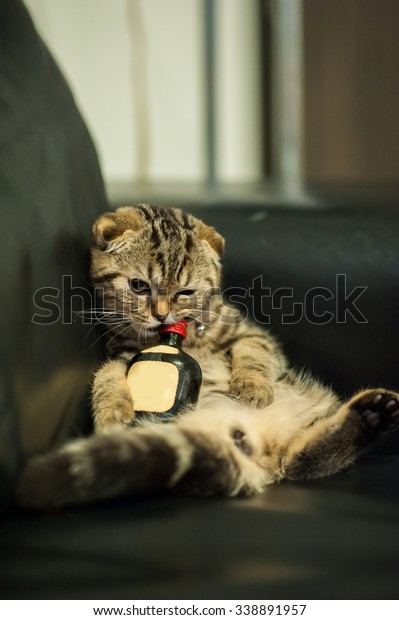 黒いソファーに寝転がる酔っ払い猫 の写真素材 今すぐ編集