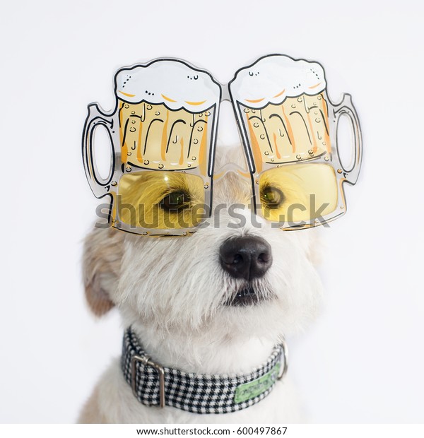 ビールを持つ酔っぱらい犬 おかしい 幸せな時 サングラス ジャック ラッセル テリアー の写真素材 今すぐ編集