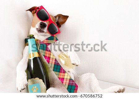 drunk jack russell terrier dog resting  or sleeping hangover with headache, with bottle and glass , wearing sunglasses and tie