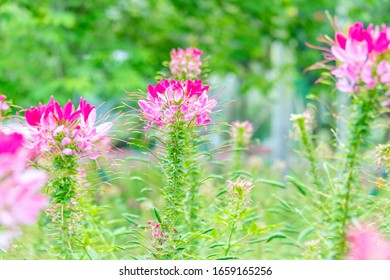 Purple Dragon Beard Images Stock Photos Vectors Shutterstock