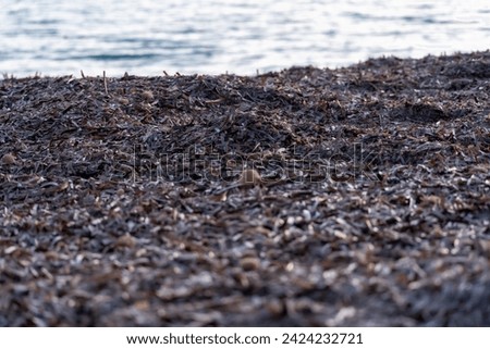 Dry algae piled up on the beach. High quality photo