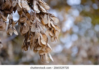 Dry American Maple Seeds Sway In The Wind On Tree Branch. Tree Branches Without Leaves. Autumn Season Concept.