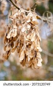 Dry American Maple Seeds Sway In The Wind On Tree Branch. Tree Branches Without Leaves. Autumn Season Concept.