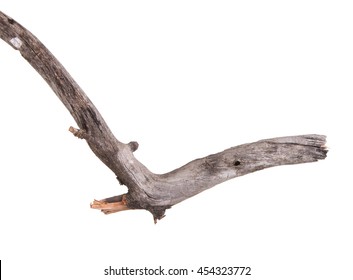 Dry Apple Tree Branch Isolated On White Background