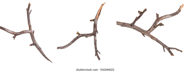 Dry Apple Tree Branch Isolated On White Background