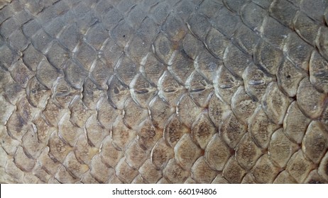 Dry Arapaima Fish Skin For Background Texture.