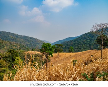 Dry, Arid Farmland On A Mountain At Western Of Thailand