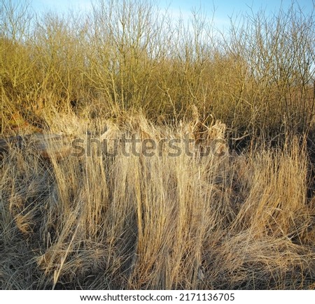 Dry arid grass on a swamp in an empty grassland in Norway in early spring. Nature landscape and background of uncultivated land with brown reeds. Thorn bushes and shrubs overgrown on a field or veld