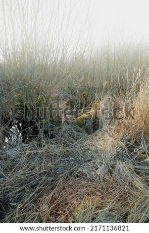 Dry arid grass on a swamp in an empty grassland in Denmark on a misty day with fog. Nature landscape and background of uncultivated land with brown reeds. Thorn bushes and shrubs overgrown on a field
