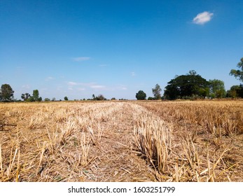 Dry And Arid Land With Failed Crops Due To Climate Change And Global Warming With Blue Sky