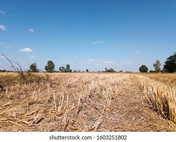 Dry And Arid Land With Failed Crops Due To Climate Change And Global Warming With Blue Sky