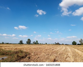 Dry And Arid Land With Failed Crops Due To Climate Change And Global Warming With Blue Sky