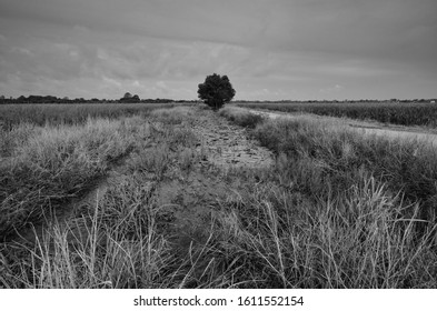 Dry And Arid Land With Failed Crops Due To Climate Change And Global Warming. High Temperatures Heat Of The Atmosphere Of An Hot Earth. 