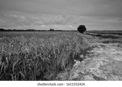 Dry And Arid Land With Failed Crops Due To Climate Change And Global Warming. High Temperatures Heat Of The Atmosphere Of An Hot Earth. 