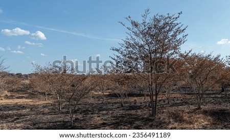 a dry arid srilanka landscape with trees  in sasan apuradapura