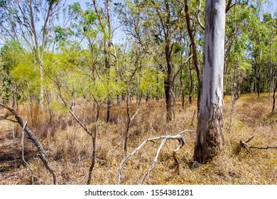 Dry Australian Savannah Country Landscape