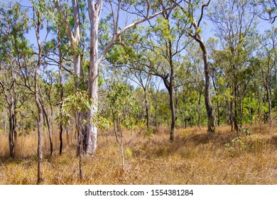 Dry Australian Savannah Country Landscape