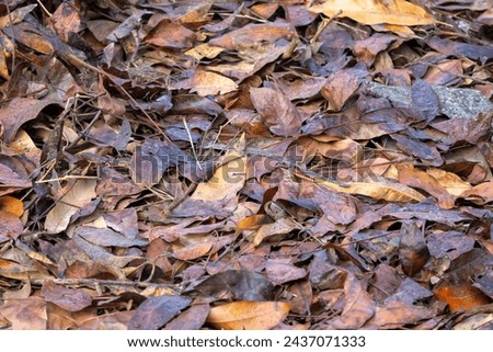 Dry autumn brown leaves on the forest ground. Winter dead leaves wallpaper. Textured background.