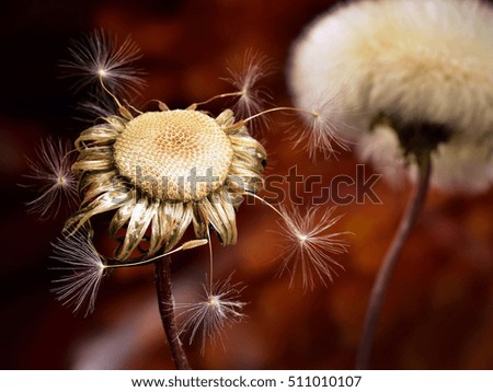 Similar – poppy seed capsules plants