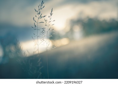 Dry Autumn Grass On The Shore Of The Lake At Sunset. Abstract Nature Background. Macro Image, Shalow Depth Of Field