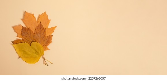 Dry Autumn Leafs On Pastel Background.Large Banner With Negative Space.