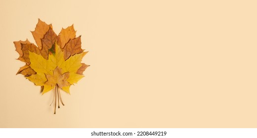 Dry Autumn Leafs On Pastel Background.Large Banner With Negative Space.