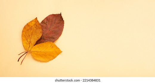 Dry Autumn Leafs On Pastel Background.Large Banner With Negative Space.