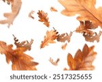 Dry autumn leaves falling on white background