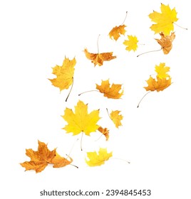 Dry autumn leaves falling on white background - Shutterstock ID 2394845453