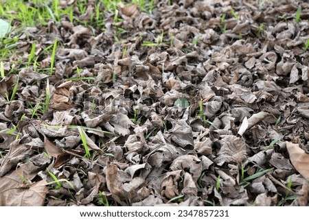 
Dry autumn leaves on a spring emerging grass. Texture of dry leaves of a banyan tree.