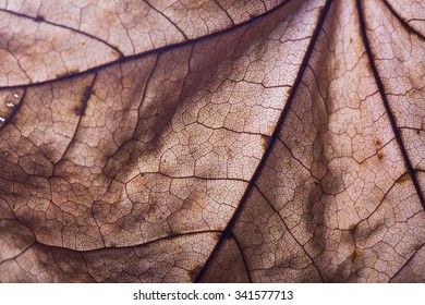 Dry autumn maple leaf close up. Abstract background